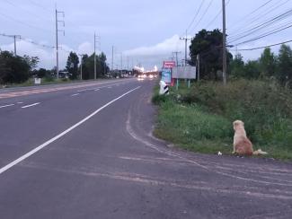 Hond wacht vier jaar langs de weg op terugkeer eigenaar