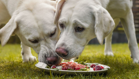 Honden verteren menselijke voeding beter en poepen minder