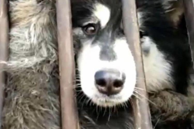 Schokkende beelden Chinese hondentransporten verbijsteren hondenliefhebbers