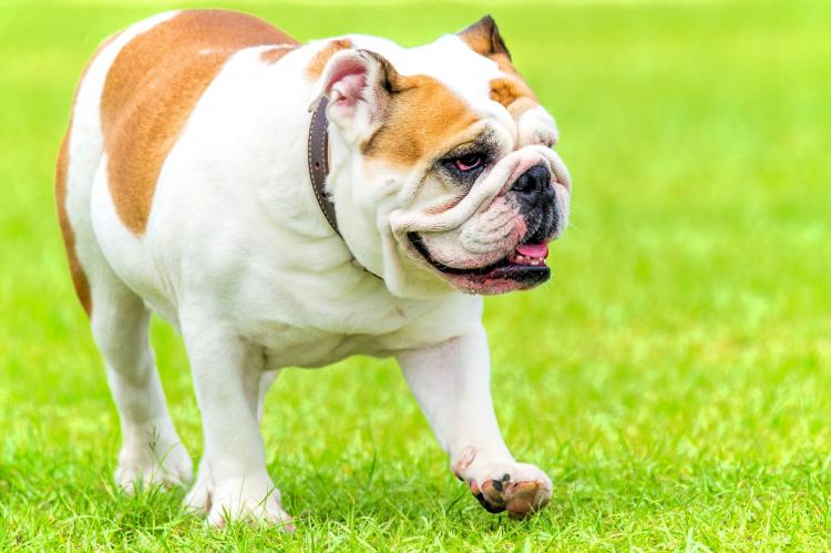 The Kennel Club: update fokplan voor de Bulldog