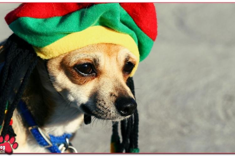 Bob Marley favoriet onder honden