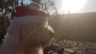 Helft honden kan Kerstman verwachten