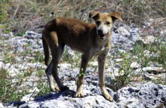 Onderzoek naar overdracht corona door honden "zeer speculatief"