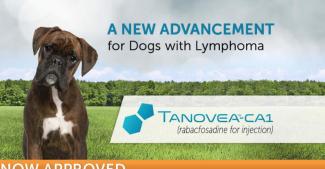 FDA keurt eerste medicijn definitief goed om lymfoom bij honden te behandelen