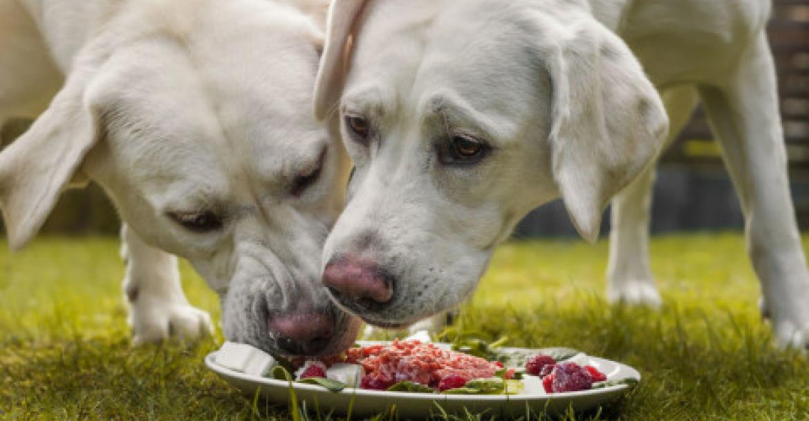 Honden verteren menselijke voeding beter en poepen minder