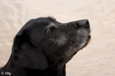 National black dog day en zijn dubbele betekenis