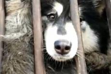 Schokkende beelden Chinese hondentransporten verbijsteren hondenliefhebbers