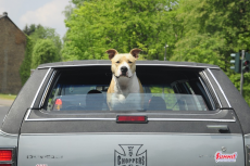 risico op gewrichtsproblemen bij honden door SUV's