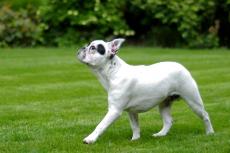 Degenerative myelopathy does not exist with French Bulldogs