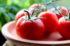 Over tomatensap en witte hondentanden