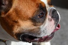 Franse bulldog overleden tijdens vlucht