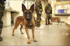 Russische leger gaat gekloonde honden inzetten