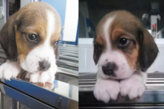 China: klonen van genetisch gemanipuleerde honden voor medisch onderzoek