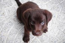 Hoop voor puppy's met myopathie door gentherapie