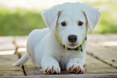 Pups enten tegen rabiës: nu vanaf 12 weken