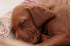 Slapende honden leren beter