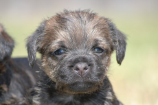 Nieuwe DNA test beschikbaar voor shaken puppy syndrome bij Border Terriers