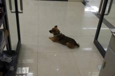 Hond wacht drie maanden op aan corona overleden baas